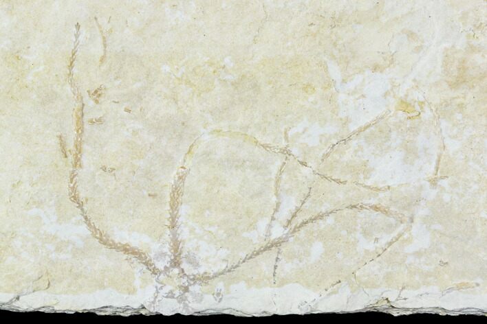 Jurassic Brittle Star (Sinosura) Fossil - Solnhofen #106015